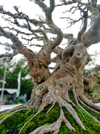 Bonsai tree in details and close up