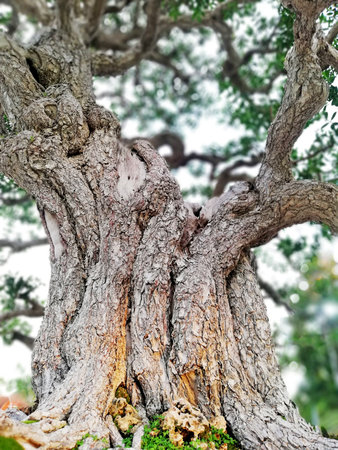 Bonsai tree in details and close up
