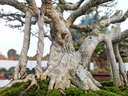Bonsai tree in details and close up