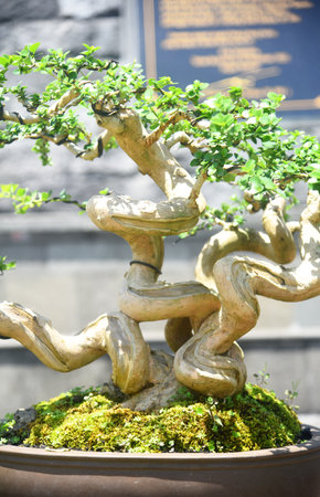 bonsai tree in japanese garden, closeup of photoの写真素材