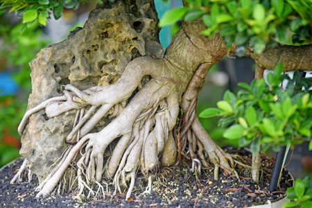 Bonsai tree in details and close up