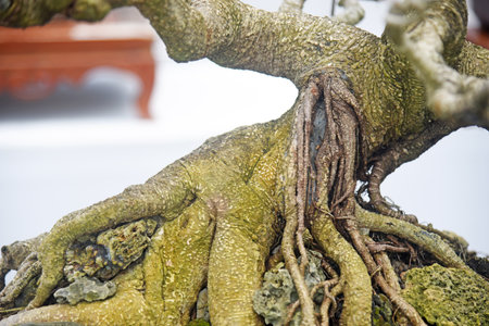 Bonsai tree in details and close up