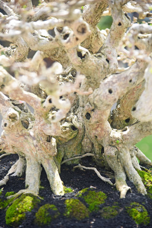 Bonsai tree in details and close up