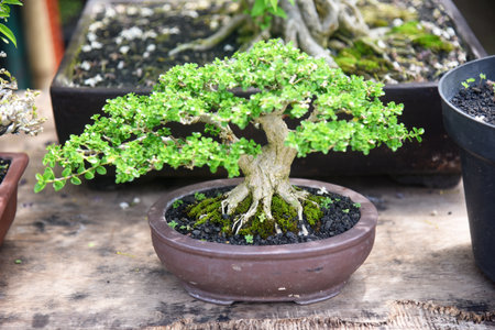 Bonsai tree in details and close up