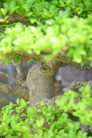 Bonsai tree in details and close up