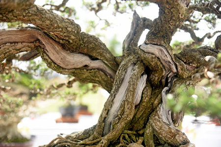 Bonsai tree in details and close upの写真素材