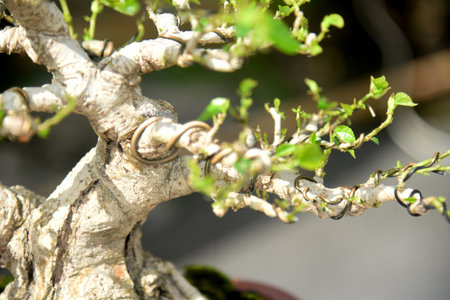 Bonsai tree in details and close up