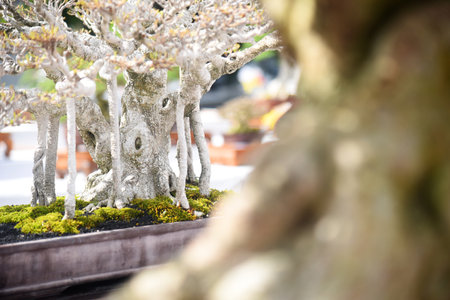 Bonsai tree in details and close up
