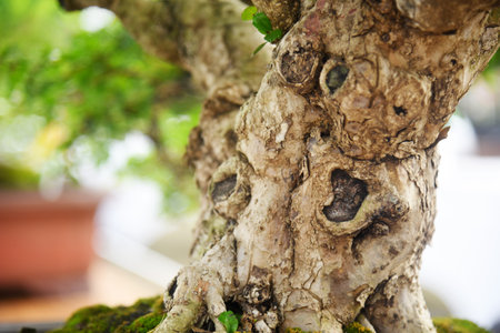 Bonsai tree in details and close up