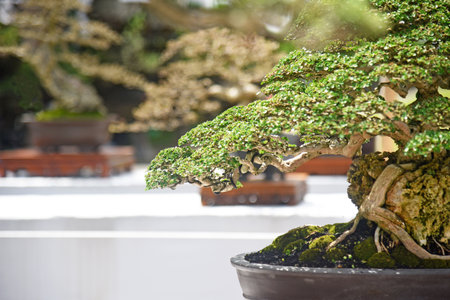 Bonsai tree in details and close up
