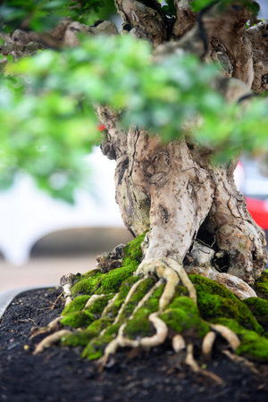Bonsai tree in details and close up