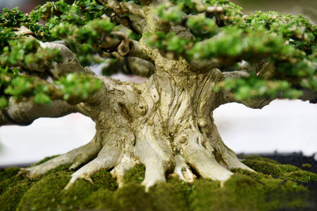 Bonsai tree in details and close upの写真素材
