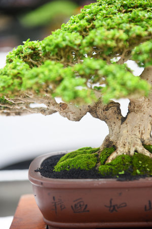 Bonsai tree in details and close upの写真素材