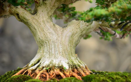Bonsai tree in details and close upの写真素材