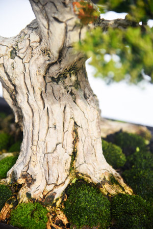 Bonsai tree in details and close upの写真素材