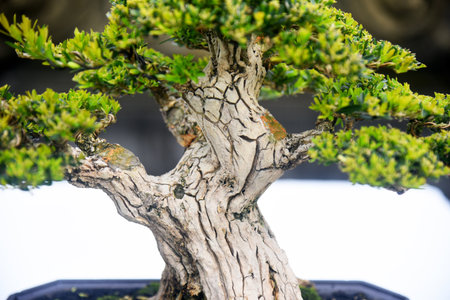 Bonsai tree in details and close upの写真素材