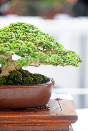 Bonsai tree in details and close upの写真素材