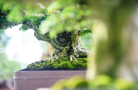 Bonsai tree in details and close upの写真素材