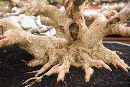 Bonsai tree in details and close up