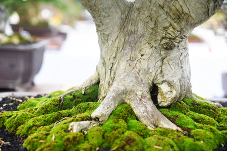 Bonsai tree in details and close up