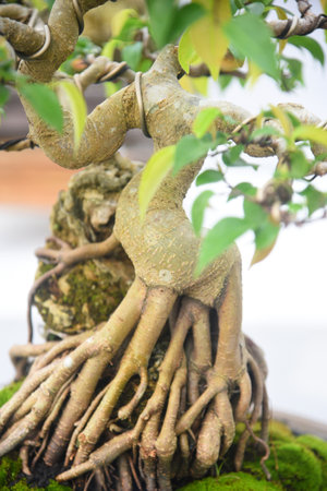 Bonsai tree in details and close up