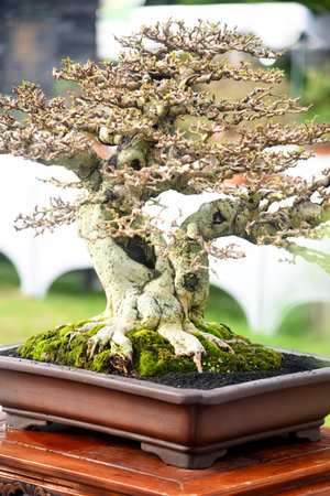 Bonsai tree in details and close upの写真素材