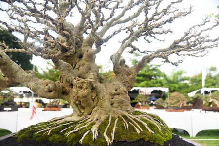 Bonsai tree in details and close up
