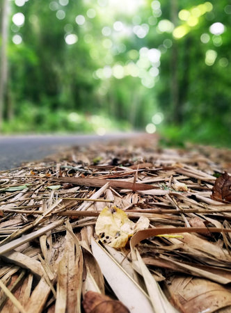 Dry leaves on the road in the forest. Nature background.