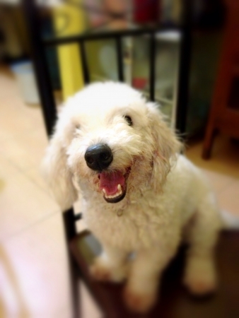 Toy Poodle Snowyの素材