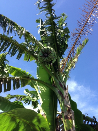 Banana Treeの素材