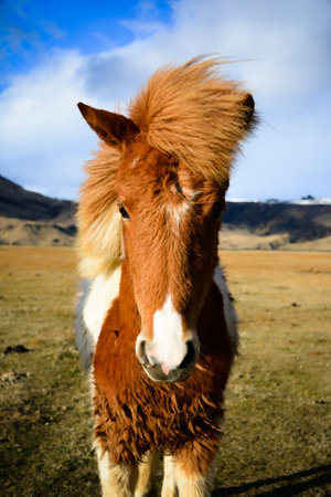 A portrait of Icelandic Horseの写真素材