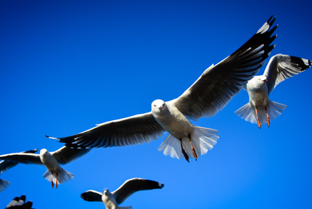 Seagulls under a blue skyの写真素材