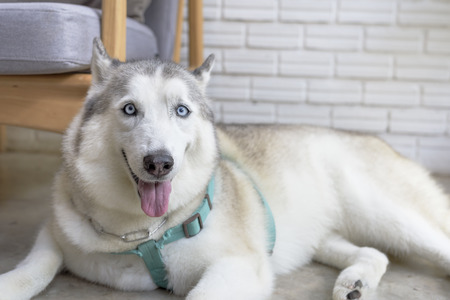 White siberian husky dog sitting and looking at the camera inside living roomの写真素材