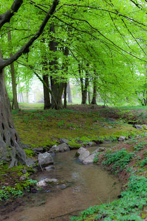 The peaceful mind on the spring green tree with a small river run through it ** Note: Shallow depth of fieldの写真素材