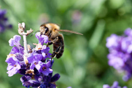 Closeup of hairy bee sucking nectar on the purple flowerの写真素材