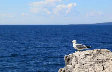 A seagull perched at the edge of a cliff overlooking the water.の写真素材