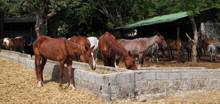 Horses graze on hay outside their stableの写真素材