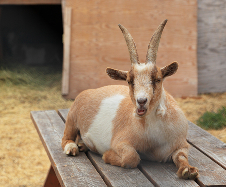 A domestic goat (Capra aegagrus hircus) resting on a wooden picnic table.の写真素材