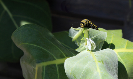 Close-up of a Monarch Butterfly Caterpillar (Danaus plexippus) feeding on the leaf of a milkweed plant.の写真素材