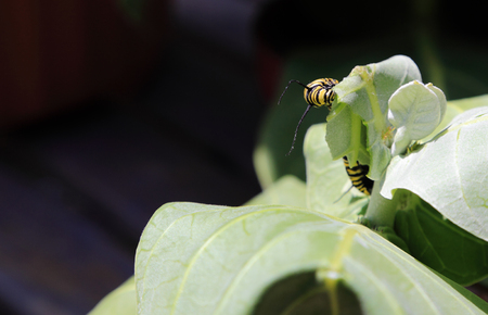 Close-up of a Monarch Butterfly Caterpillar (Danaus plexippus) feeding on the leaf of a milkweed plant.の写真素材