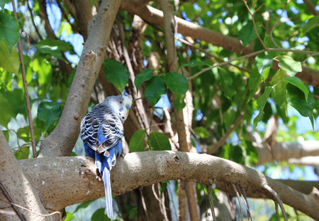 A blue, male budgie (Melopsittacus undulatus) perched on a branch.の写真素材