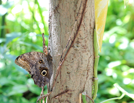An Owl Butterfly (Caligo memnon) clings to the side of a tree at The Butterfly Farm, located in Palm Beach, Aruba.の写真素材