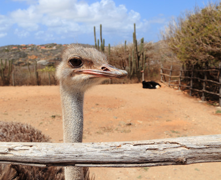 Close-up of a female ostrich (Struthio camelus) and her mate in their pen at the Aruba Ostrich Farm, Paradera, Aruba.の写真素材