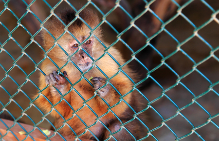 Close-up of a rescued Capuchin Monkey (Genus: Cebus) looking out from her enclosure at Philips Animal Garden, Noord, Aruba.の写真素材