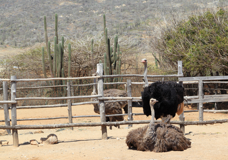 Ostriches (Struthio camelus) in their pens at the Aruba Ostrich Farm, Paradera, Aruba. The pair in the foreground are mated. The male has black feathers.の写真素材