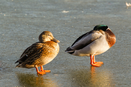 Standing watchの写真素材