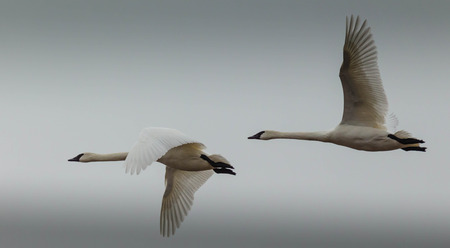 Two Tundra Swans in-flight, against a wintery sky の写真素材
