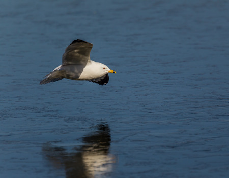 Gull flying low over a newly frozen lake, with reflections on the ice and on the gulls wing の写真素材