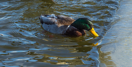 Is that iceの写真素材