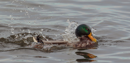 Drake Mallard coming up from being underwater, staring at photographer with one eye.の写真素材